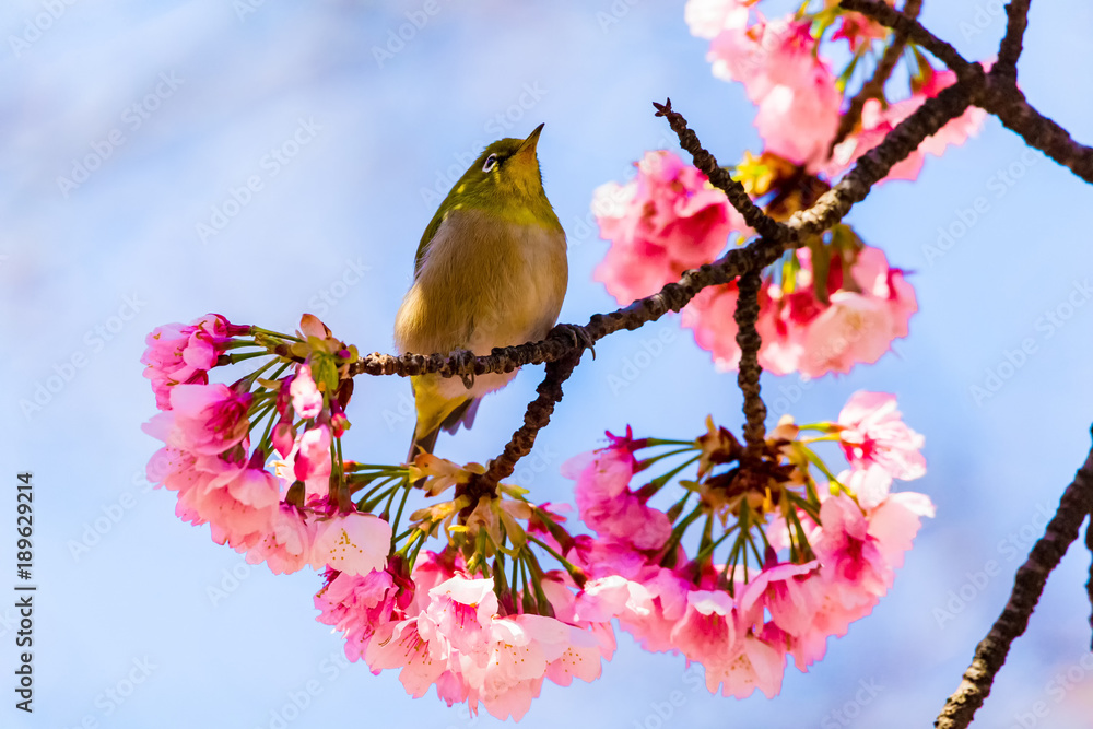 The Japanese White-eye.The background is cherry blossoms(Japanese name Oh-kanzakura). Located in Tokyo Prefecture Japan. The Japanese White-eye.The background is cherry blossoms(Japanese name Oh-kanzakura). Located in Tokyo Prefecture Japan.