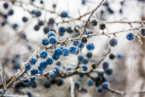 Quadro em tela frozen blackthorn berry twig