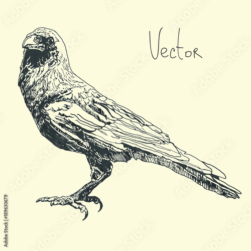 Hand draw illustration with raven in vector.