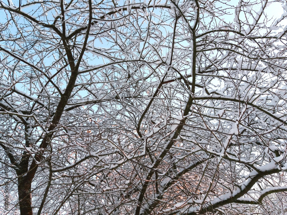 Hoarfrost on a plum tree branches. Hoarfrost on a plum tree branches.