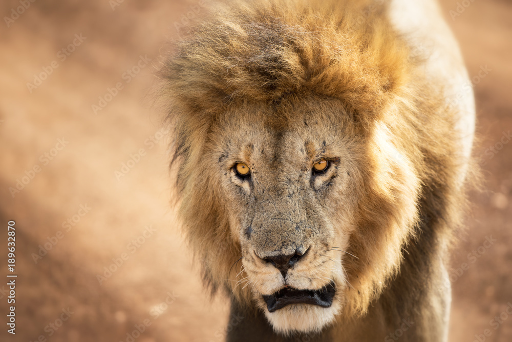 Young adult lion in the Masai Mara Young adult lion in the Masai Mara