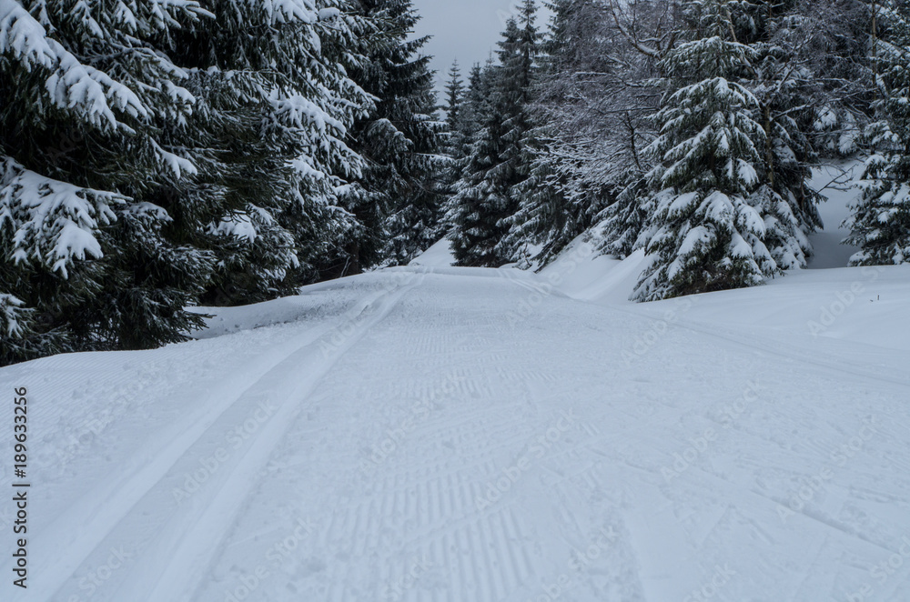 Obraz premium Loipe in winter forest for training.