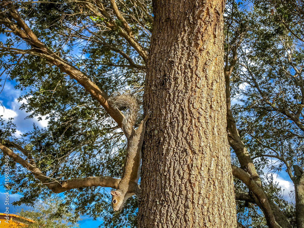 Fototapeta premium squirrel climbing up a tree