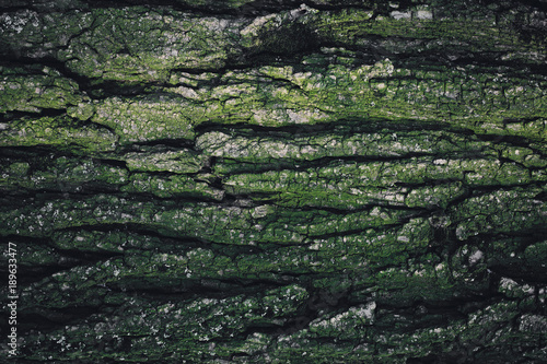 Old green rough wood texture