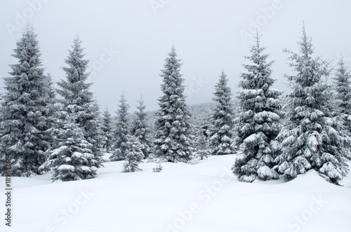 Foggy winter landscape in Jizerka.