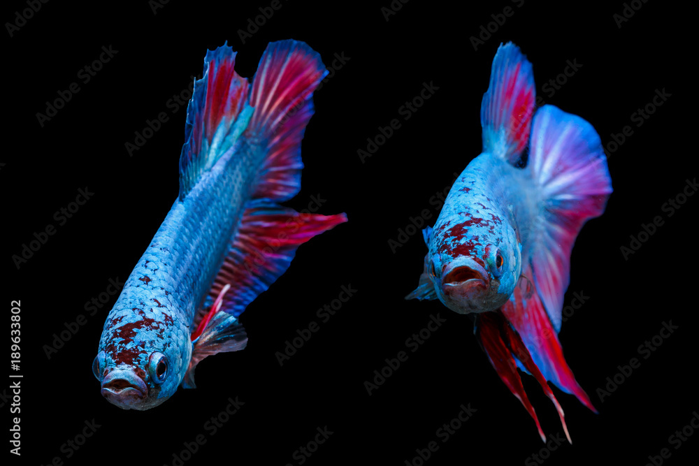 Fototapeta premium Two siamese fighting fishes isolated on black background