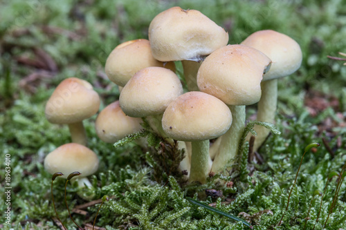 Pilze im Wald auf Totholz