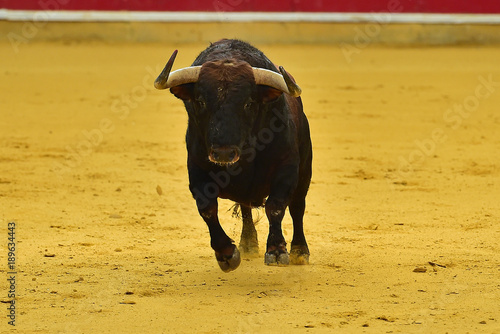 toro en españa