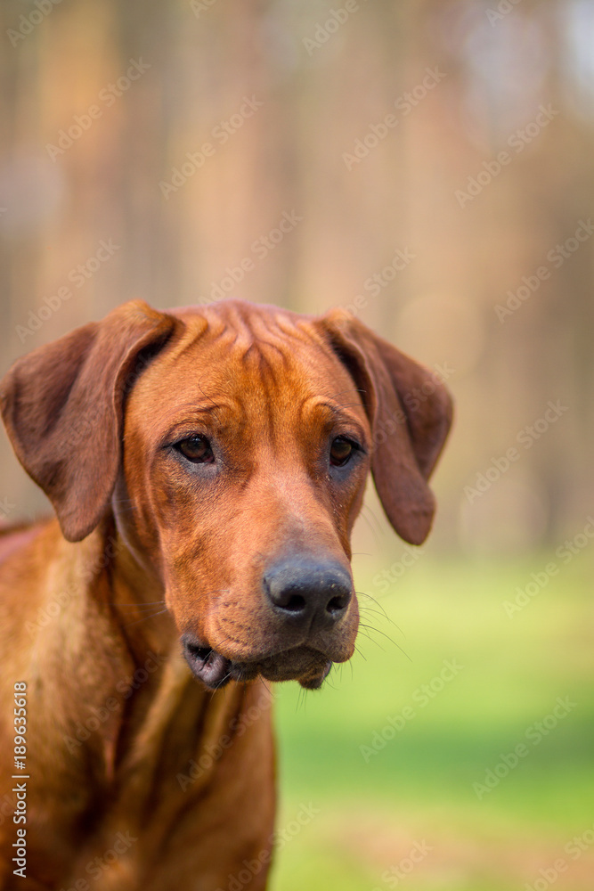 Rhodesian Ridgeback