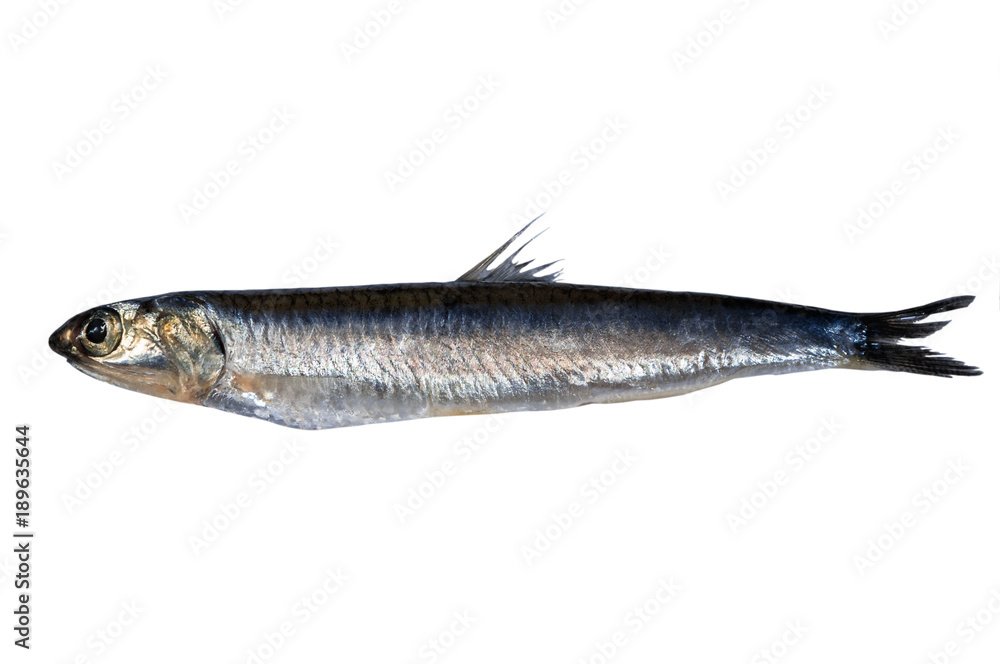 Whole fresh anchovy isolated on white background. Hamsi. Whole fresh anchovy isolated on white background. Hamsi.