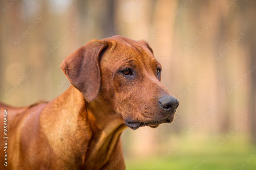 Rhodesian Ridgeback Rhodesian Ridgeback