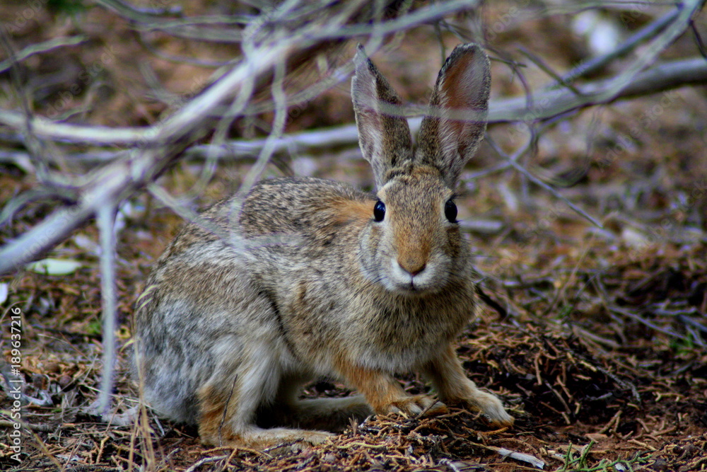 Fototapeta premium Cottontail rabbit portrait (Lepus sylvaticus). Utah, USA.