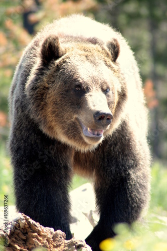 Female grizzly bear portrait. Wyoming, USA.