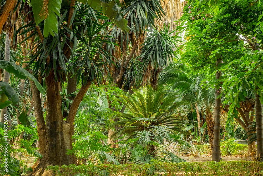 tropical garden scene tropical garden scene