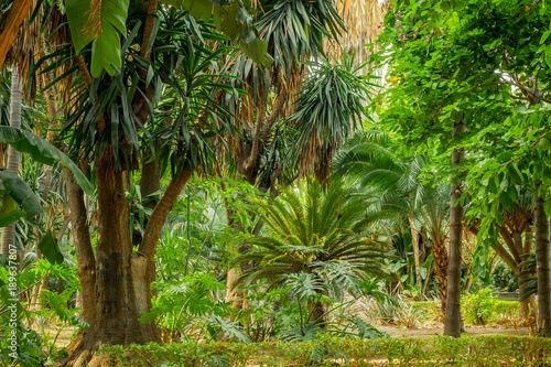 tropical garden scene