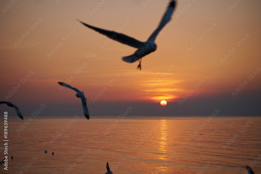 Naklejka premium Sunset with silhouette bird hovered light beautiful evening. subject is blurred.