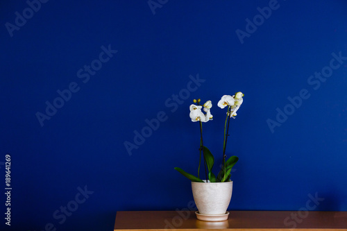 white orchid in a pot