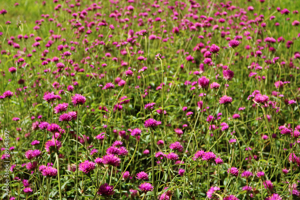 Globe Amaranth in the garden