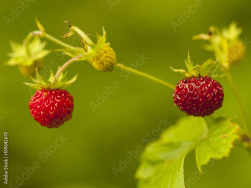 Mature wild strawberry