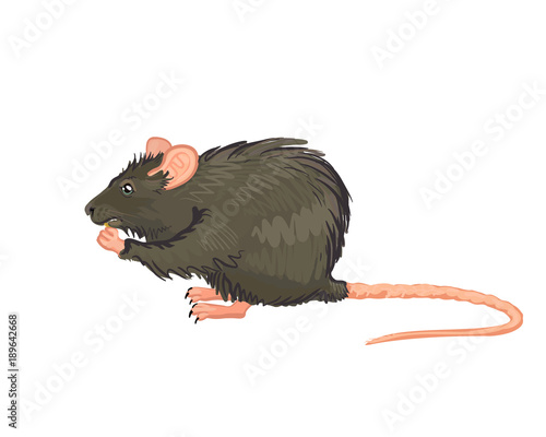 A large grey rat sitting and eating.