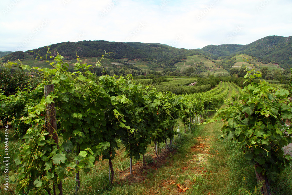 vineyards in Wachau vineyards in Wachau
