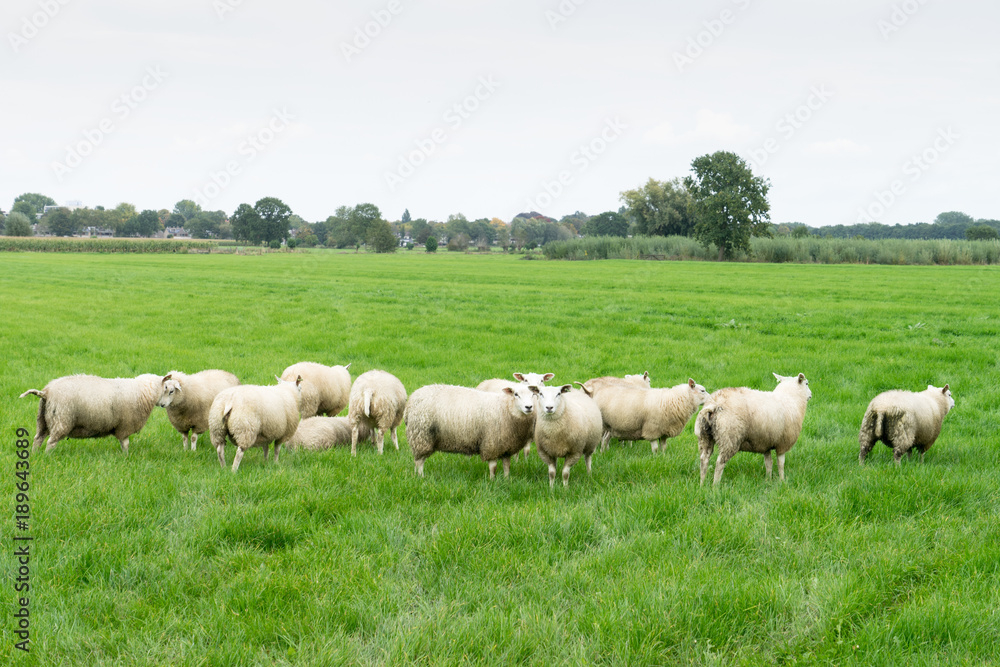 Group of Texelaar sheep in a meadow