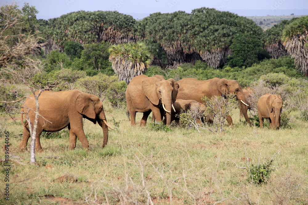 Kenya: Tsavo est: Elefanti nella savana