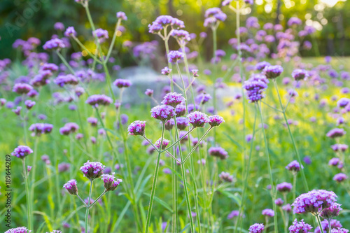 Violet flower