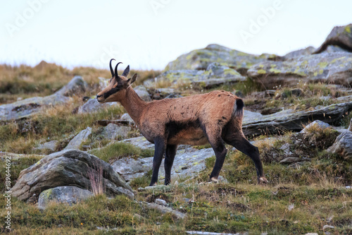 Camoscio  Rupicapra rupicapra  in alta Valnontey  nel Parco Nazionale del Gran Paradiso