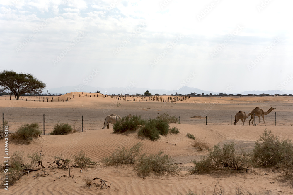 Fototapeta premium Beautiful View of Sharjah Desert with Trees and Fence.