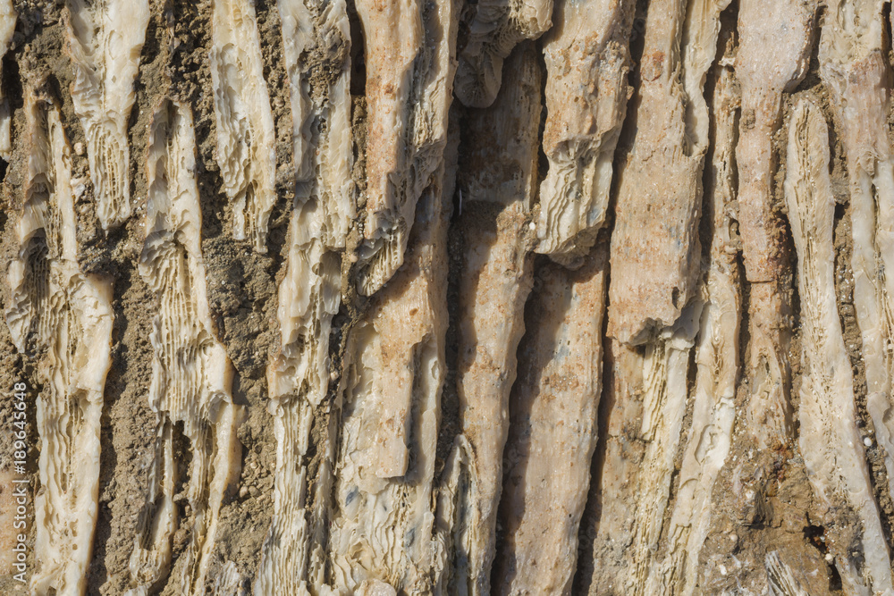 Fototapeta premium Coral fossil texture background