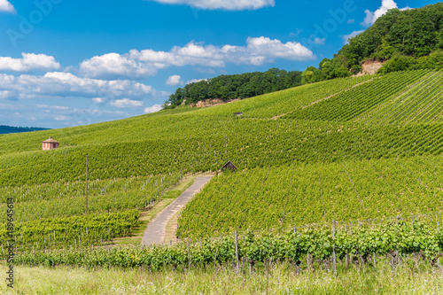 Weinberge am Gaffenberg in Heilbronn photo