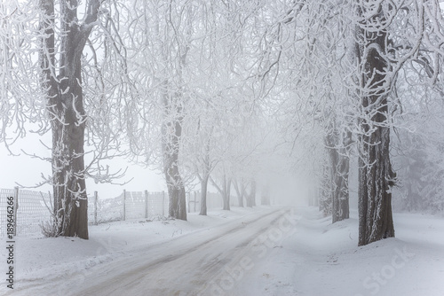 Country road leading among frosted trees