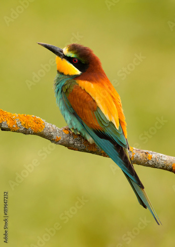 Portrait of a colorful bird