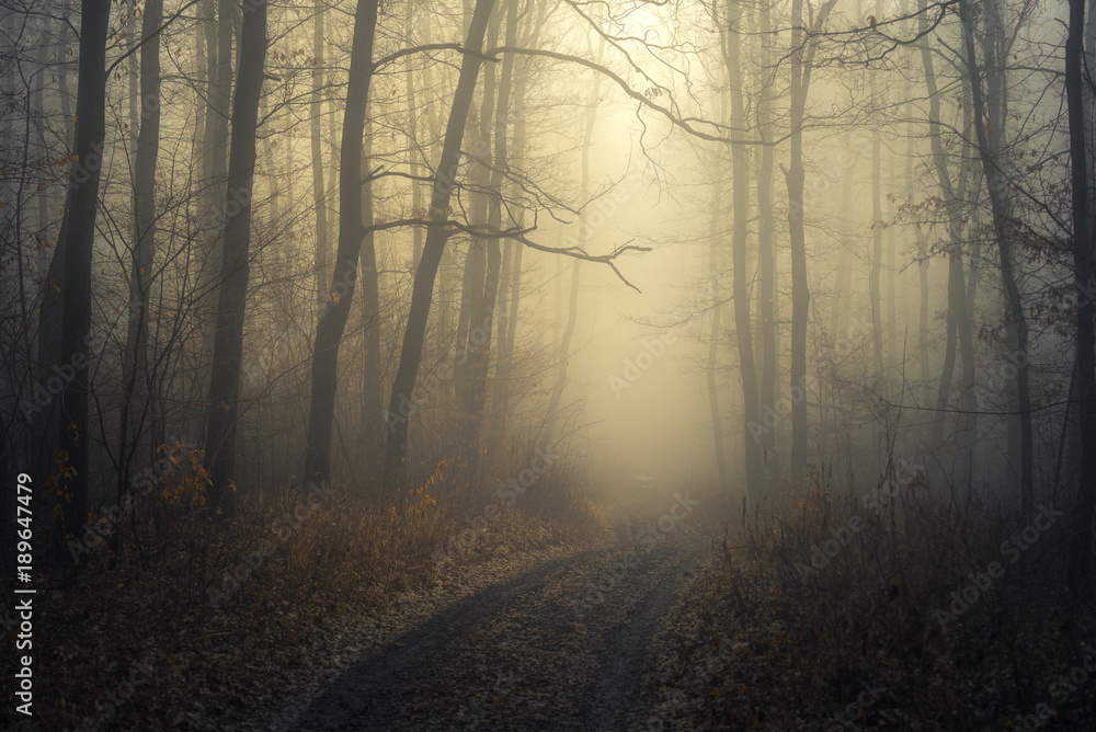 Naklejka premium Foggy path in the forest. Morning fog in the deep dark forest in Pannonhalma, Hungary.