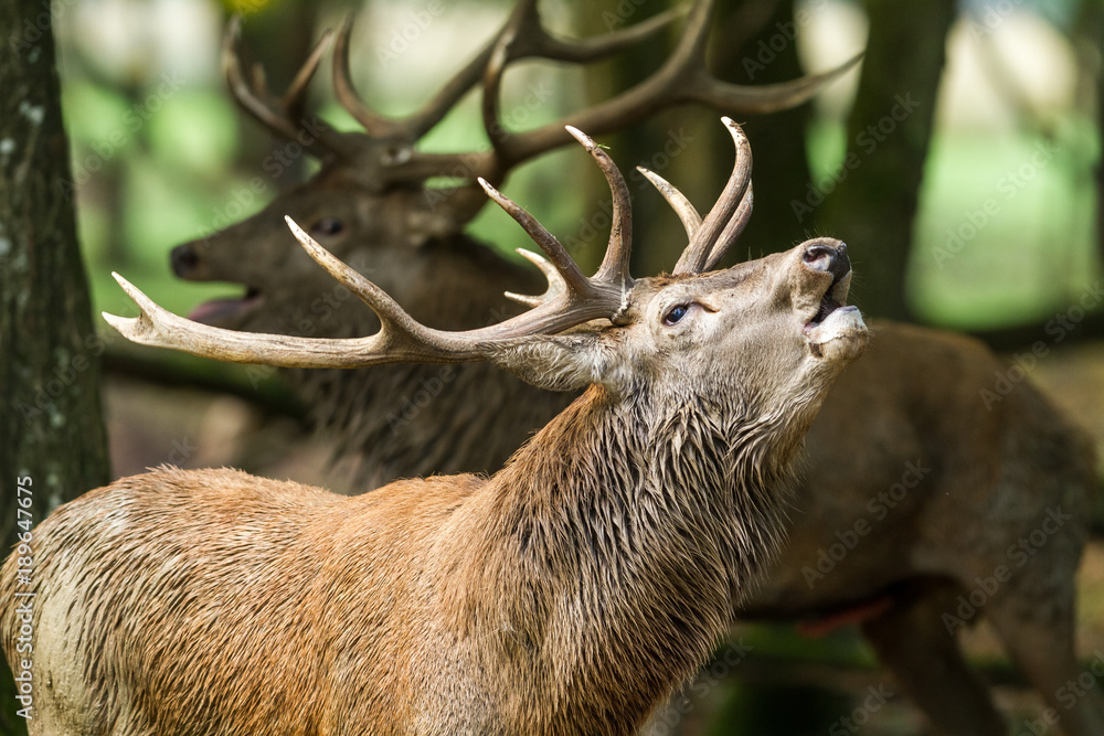 Deer Stag Animal