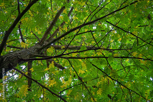 Autumn tree branches above with green, yellow and orange colors
