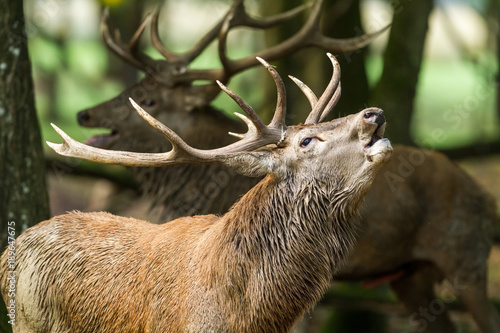 Obraz na płótnie Deer Stag Animal w salonie