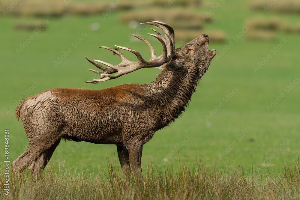 Deer Stag Animal Stock Photo | Adobe Stock