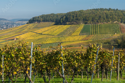 Weinberge am Gaffenberg in Heilbronn im Herbst