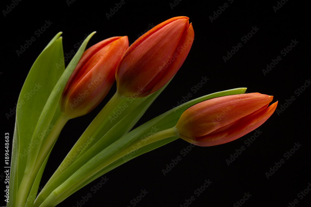 Fototapeta premium colorful tulips