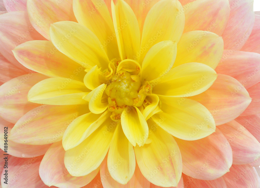 beautiful dahlia flower in garden beautiful dahlia flower in garden