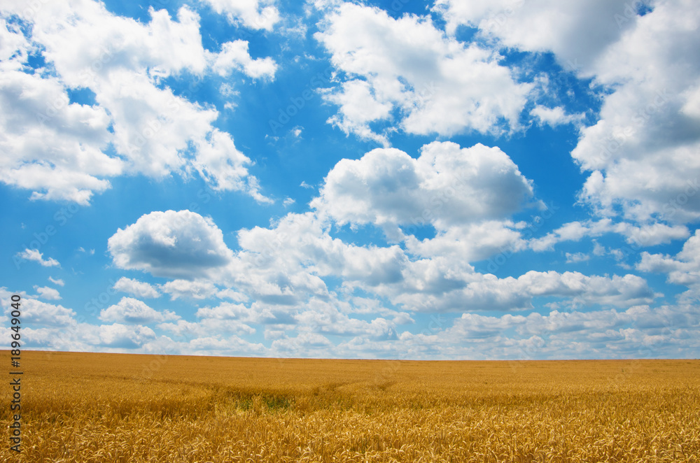 Golden wheat field under sunny blue sky