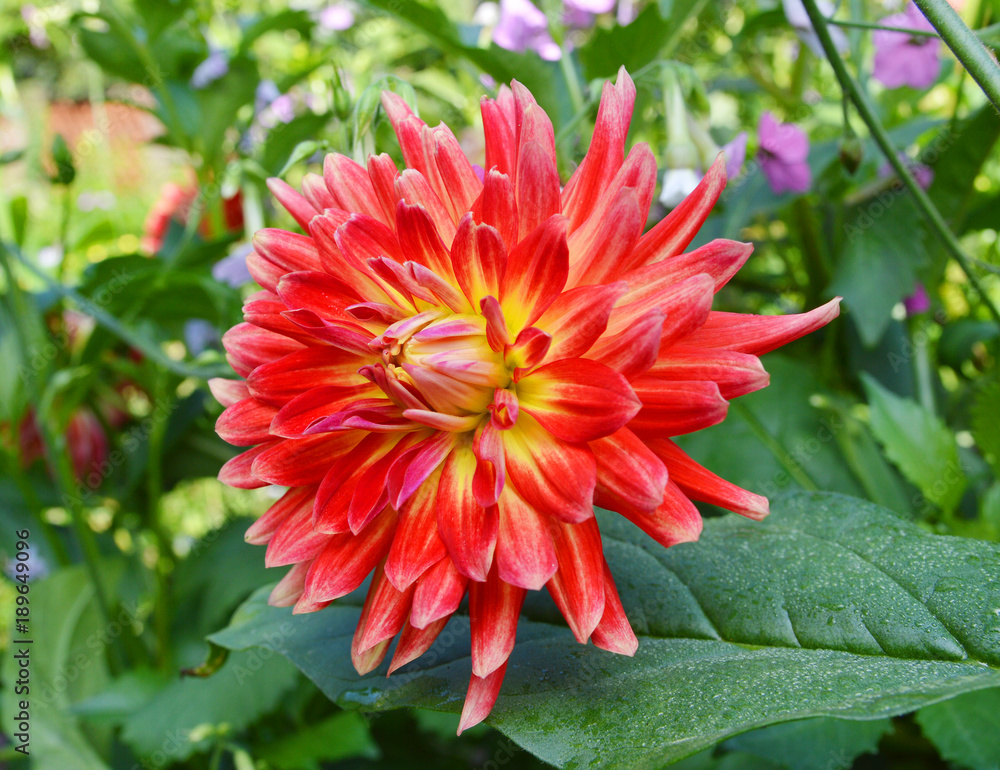 beautiful dahlia flower and water drop in garden