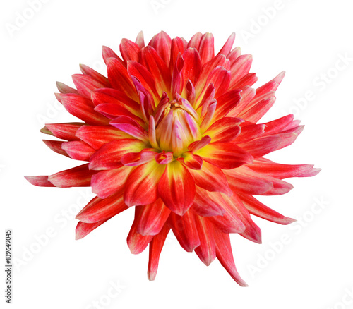 single pink with red and yellow dahlia © ImagesMy