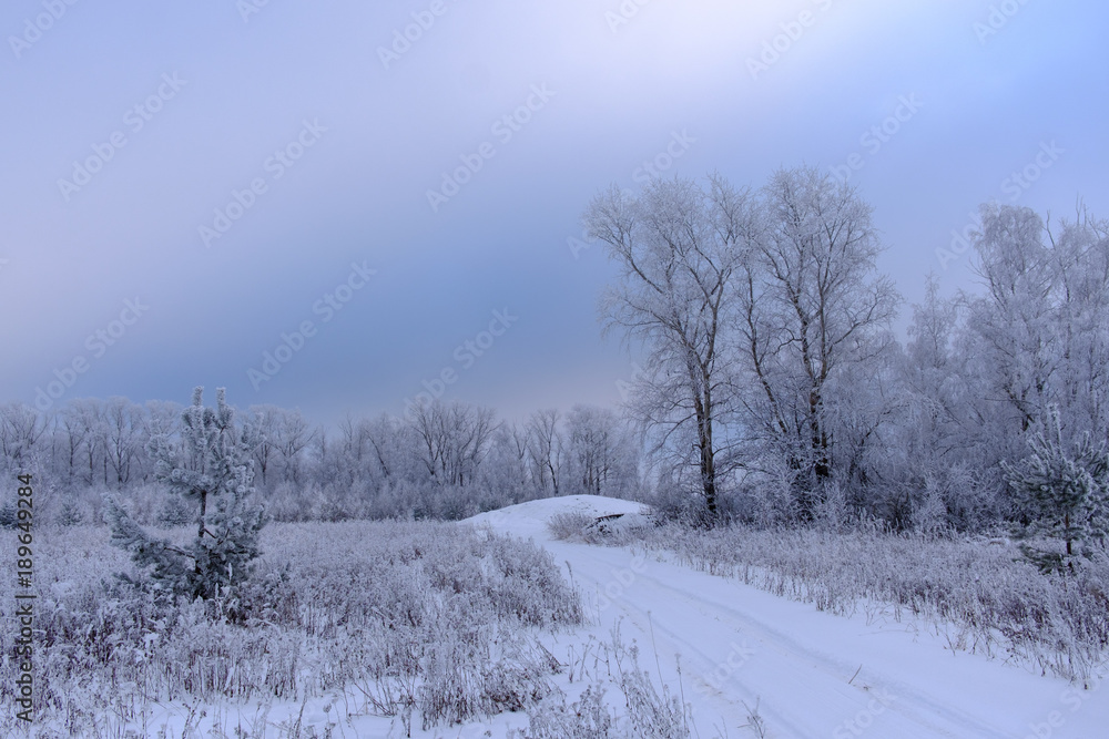 beautiful winter forest and the sun through the haze of fog beautiful winter forest and the sun through the haze of fog