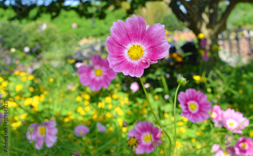 Daisy flower - Spring flower field close up