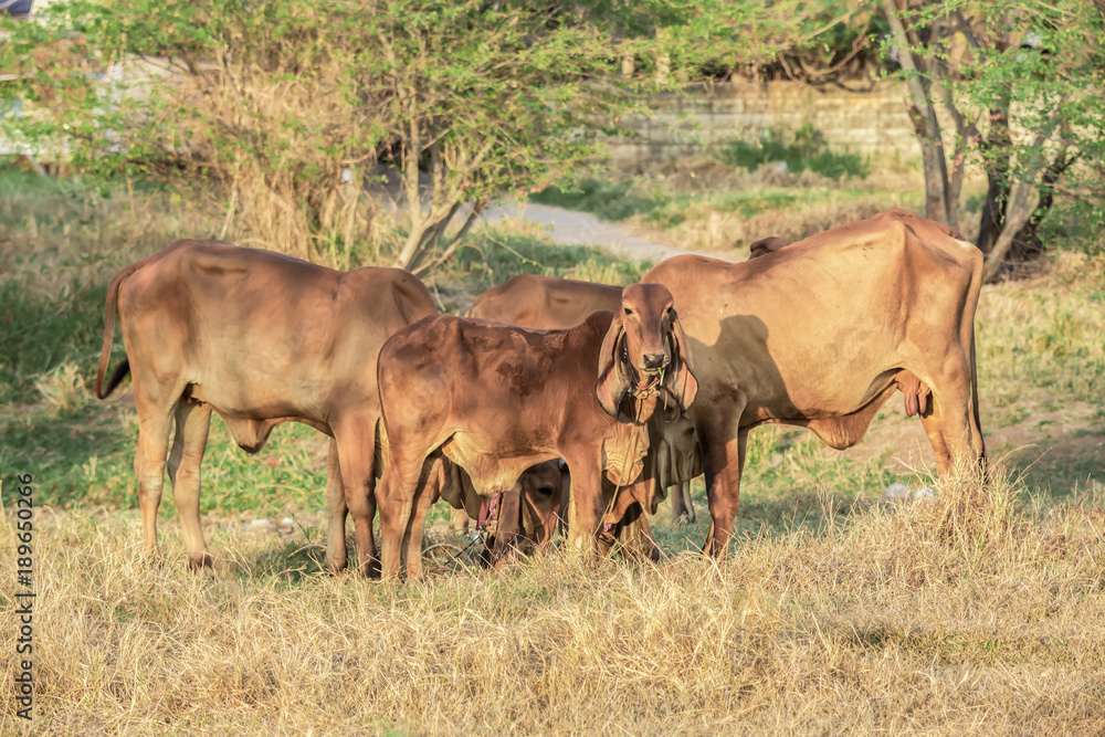 Banteng, Sukhothai, Tha Banteng, Sukhothai, Tha