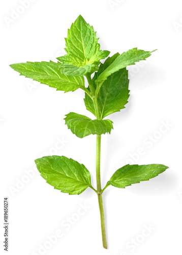 fresh spearmint leaves isolated on the white background photo