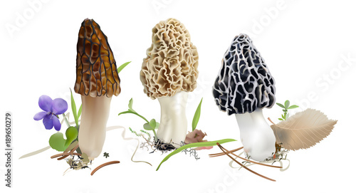 Morel mushrooms in natural environment.  Morchella esculenta, Morchella elata, Morchella  rufobrunnea. Realistic vector illustration on white background.